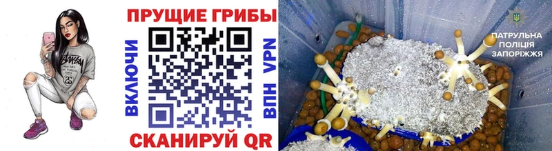 дарнет шоп  Буй  Галлюциногенные грибы MAGIC MUSHROOMS 